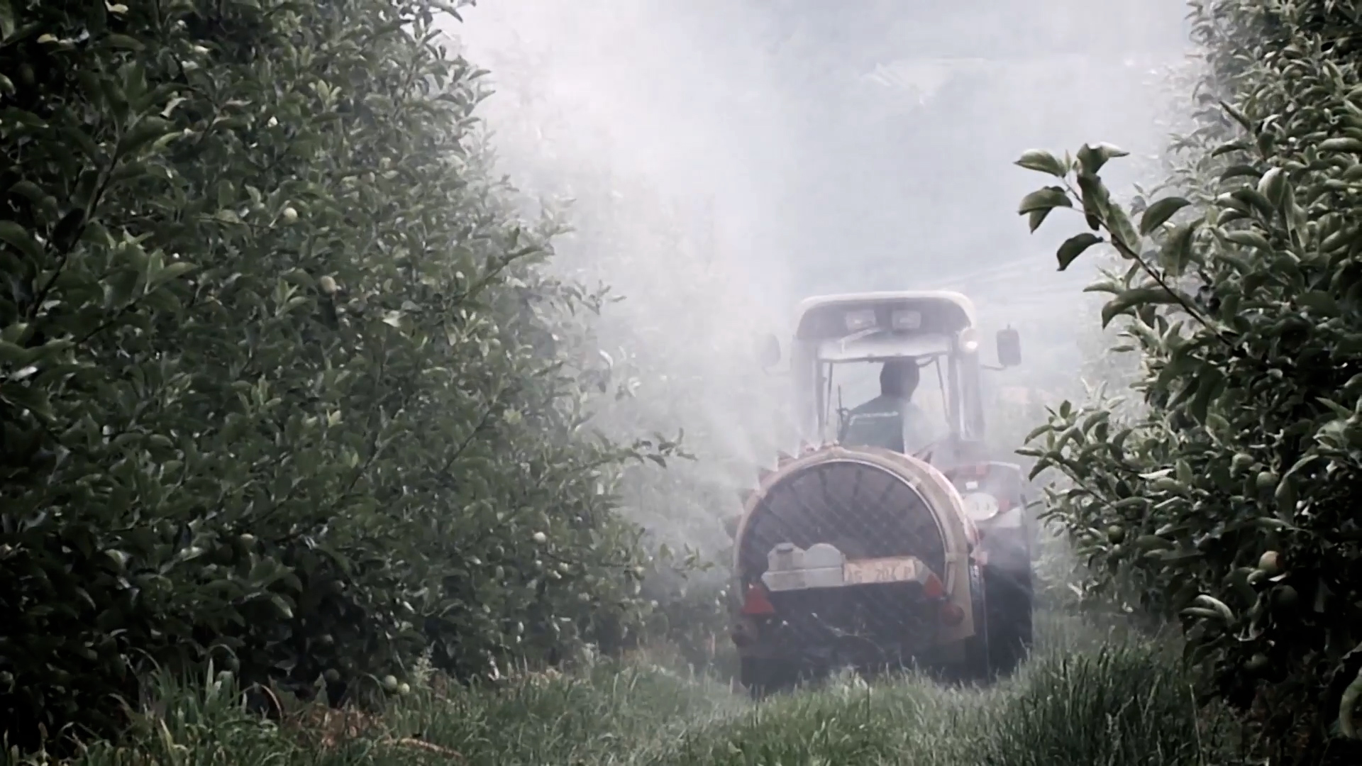 Pesticidi nei cibi in aumento, ma entro le soglie