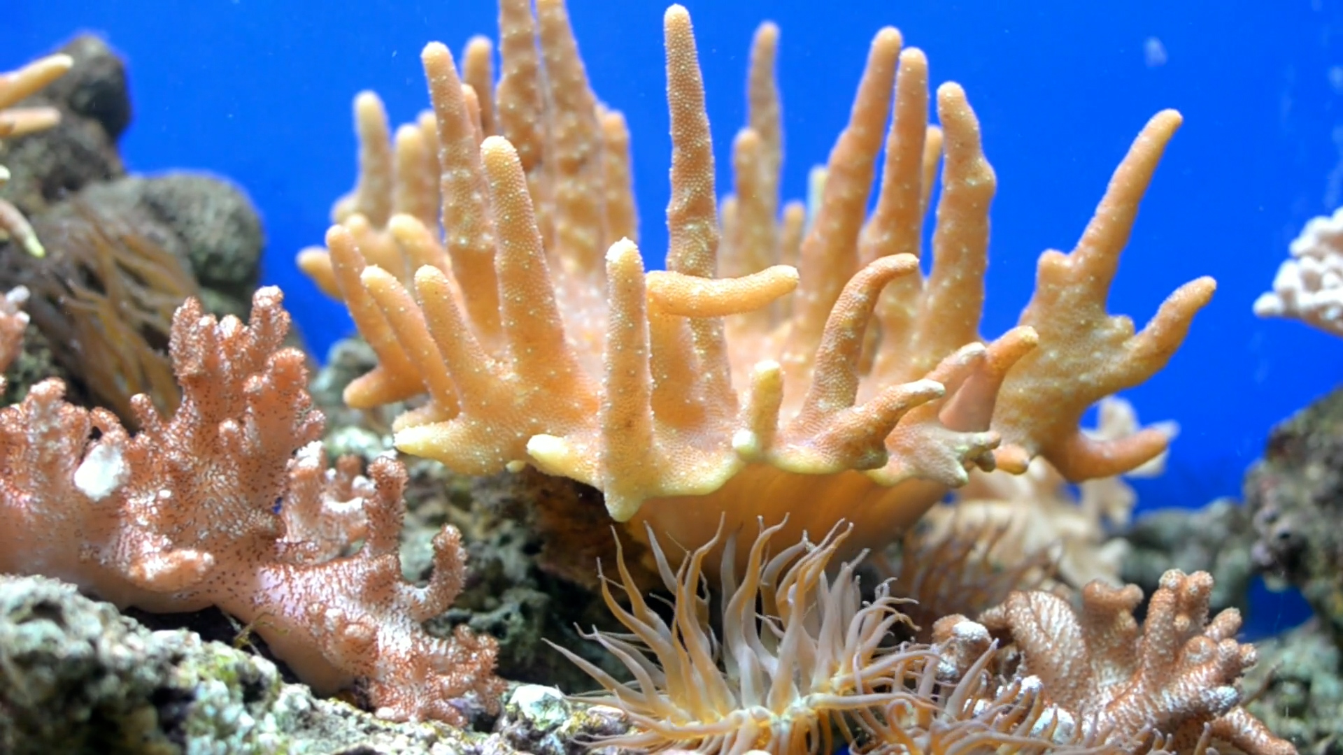 A rischio la grande barriera corallina