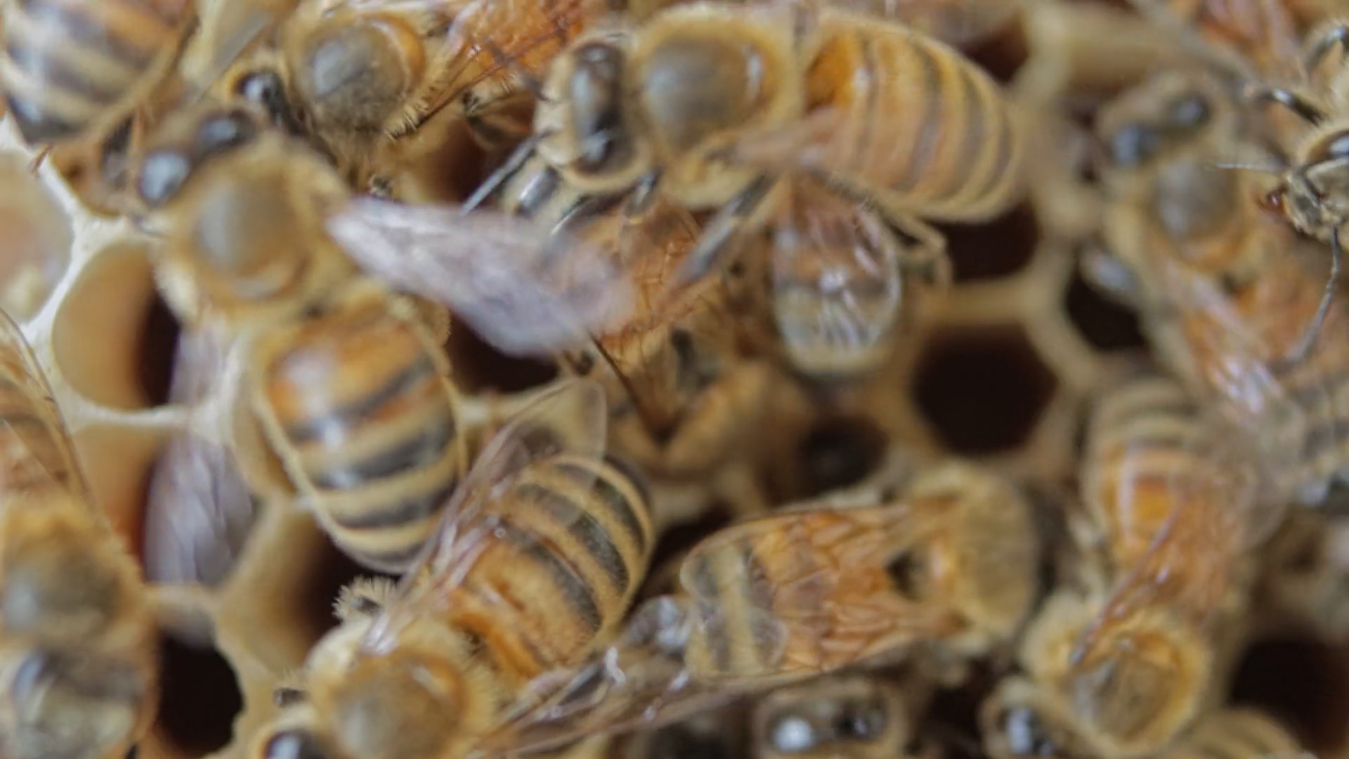 Cala la produzione di miele negli U.S.A.